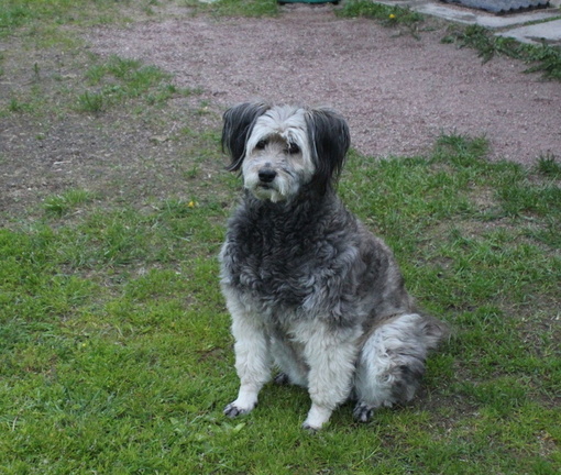 Salmi Tulema mummontalo Leonkoira